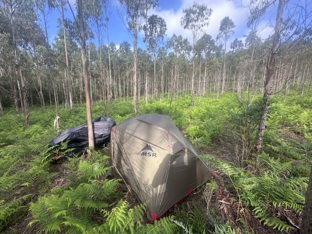 Forest Camping