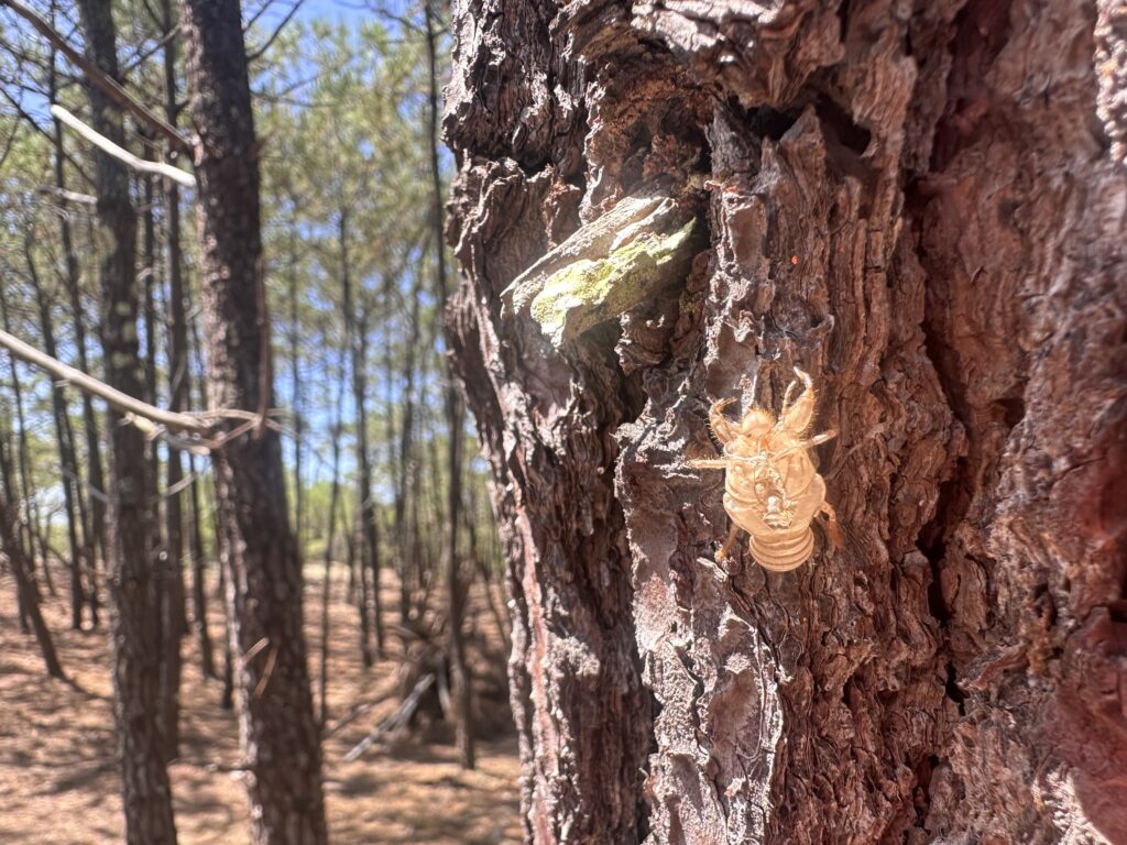 Cicada's Exoskeleton